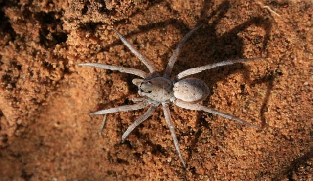 orange wolf spider