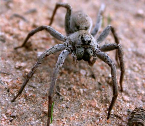 Fast Facts on the Australian Wolf Spider