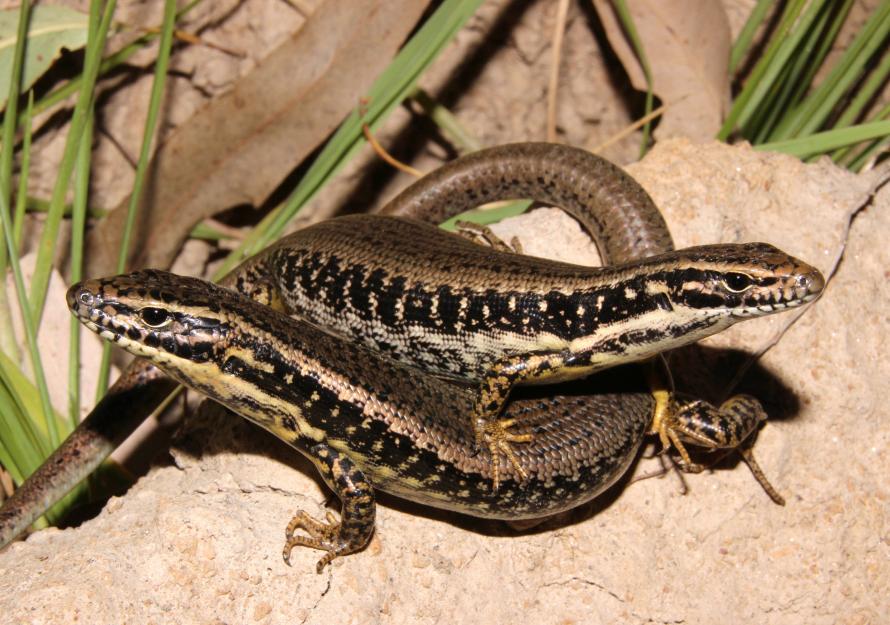 Yellow-bellied Water-skink